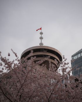 View of Vancouver's Harbor Centre with cherry blossoms in springtime.