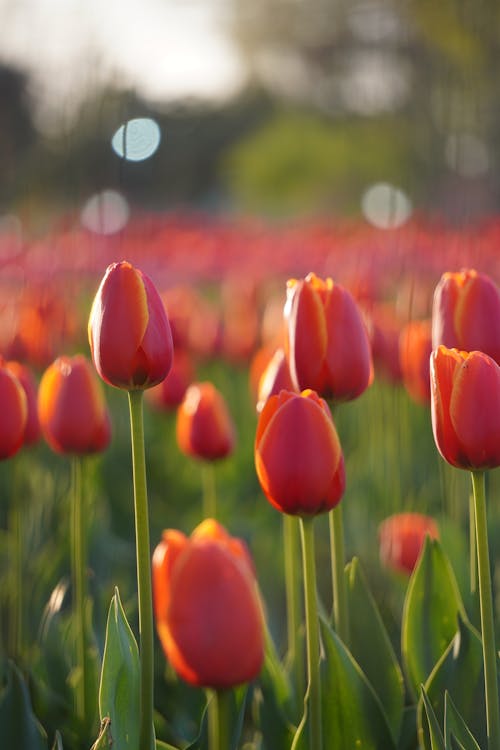 Photo of Tulip Flower Field 
