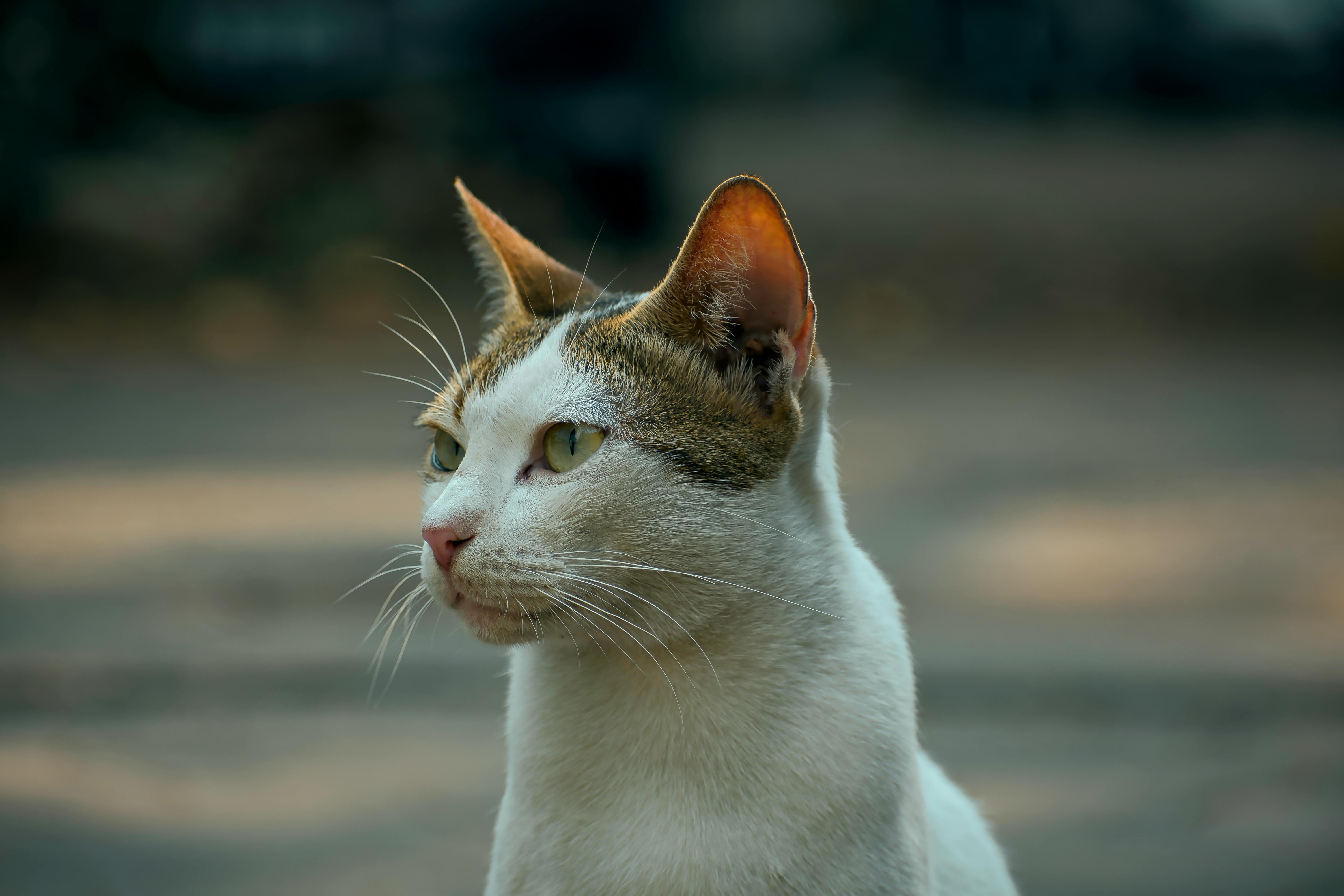 13 133  Best Free Stray cat Stock Photos Images · 100% Royalty Free