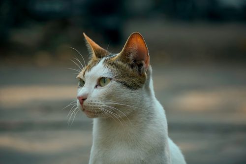 Free Detailed close-up portrait of a stray cat looking away. Capturing the feline's elegance outdoors. Stock Photo