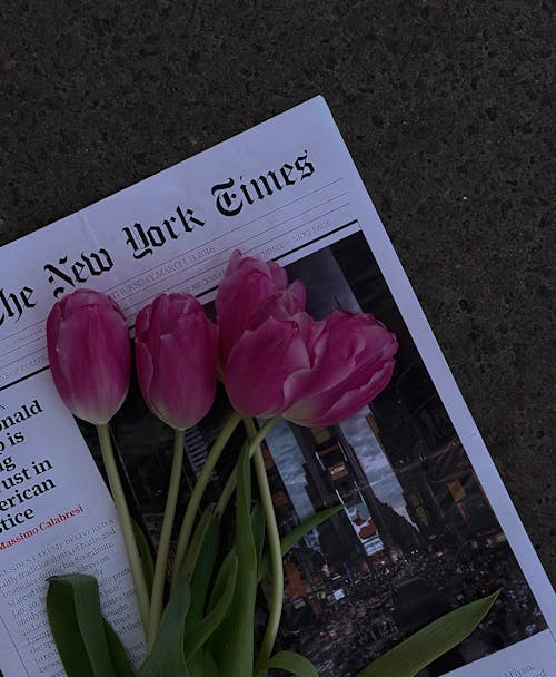 Free Pink Tulips on Top of a Newspaper Stock Photo