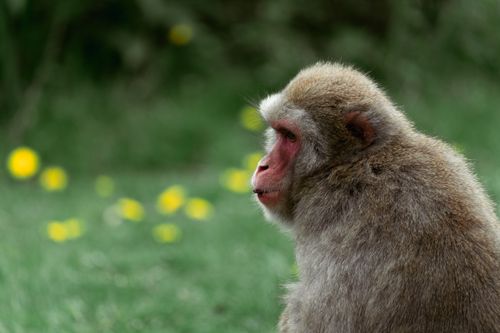 Free A Japanese macaque sits pensively amidst lush greenery and flowers. Stock Photo