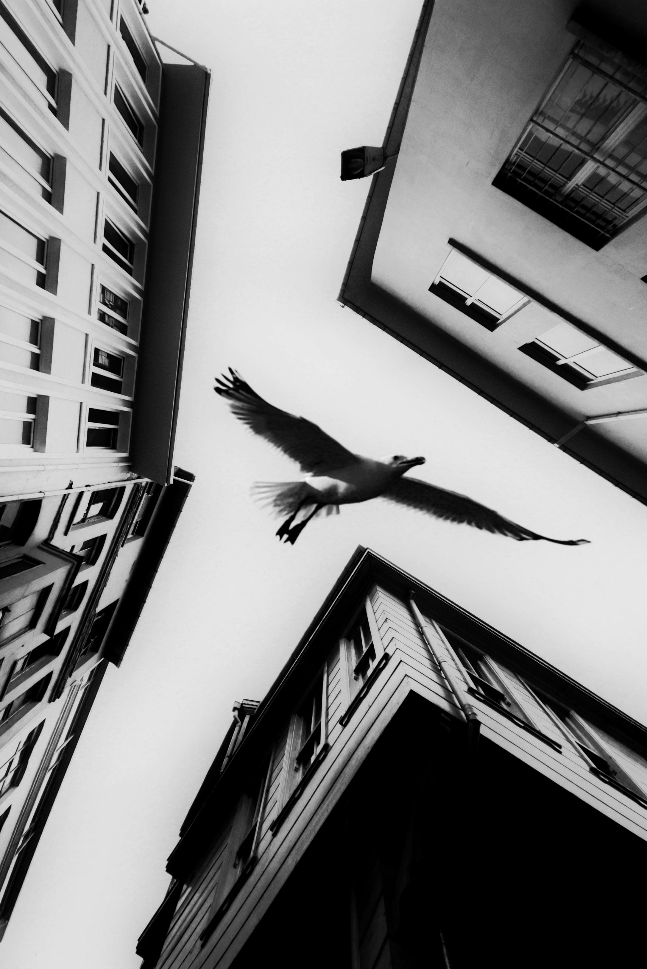 A low-angle black and white cityscape featuring a seagull soaring amidst urban buildings.