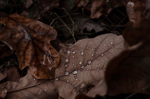 Free Brown Leaf With Water Droplets Stock Photo