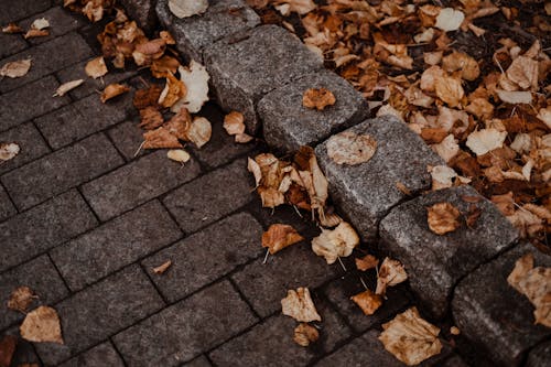 Free Fallen Leaves on a Concrete Ground Stock Photo