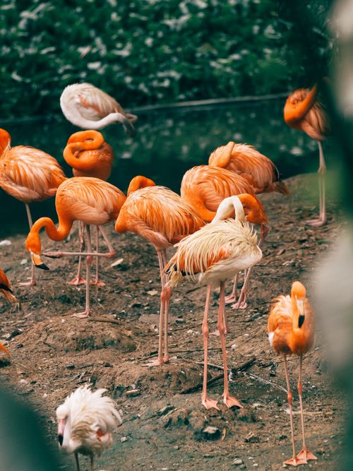 Free A vibrant group of flamingos gathered near water, exhibiting their striking pink plumage. Stock Photo