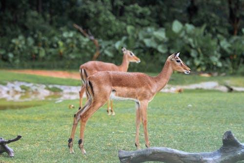 Impalas Running on Green Grass Field
