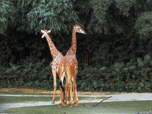 Free Two giraffes standing against a backdrop of dense green foliage, captured in safari style. Stock Photo