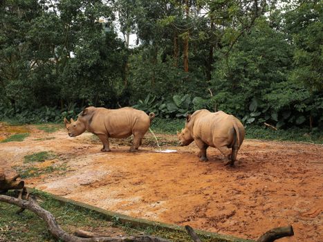 Two rhinos standing in a natural outdoor setting surrounded by lush greenery.