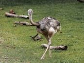 Ostrich on Green Grass Field