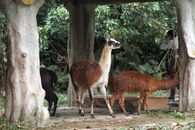A group of alpacas grazing under a forest canopy, showcasing natural wildlife.