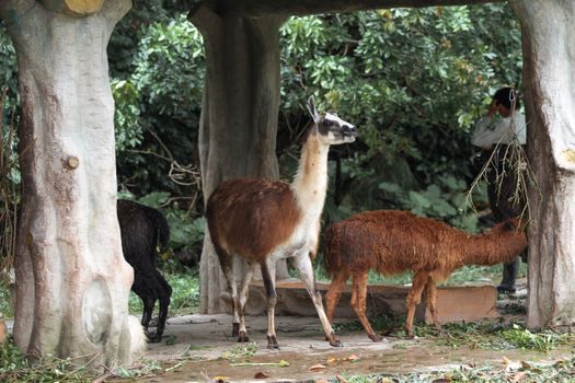 A group of alpacas grazing under a forest canopy, showcasing natural wildlife.