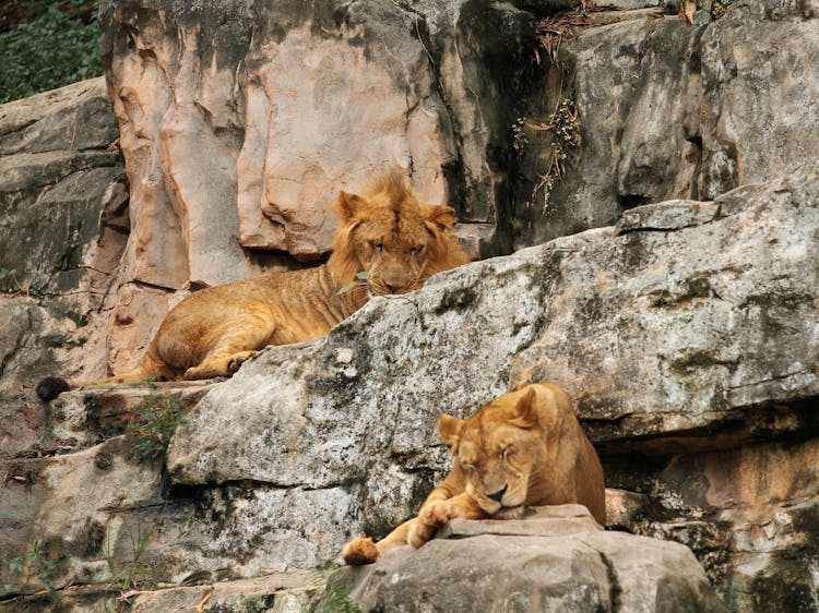 Lions Sleeping On Rocks In Zoo