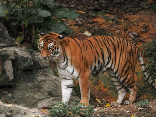 Free Tiger Standing on the Ground Stock Photo