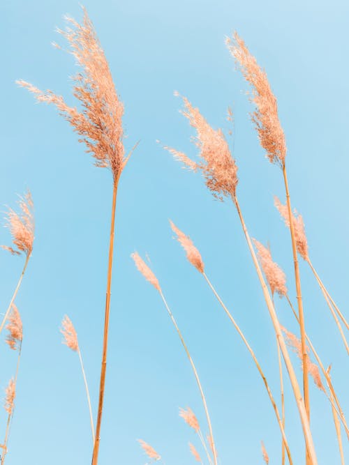 Low Angle Shot of Grass Flowers