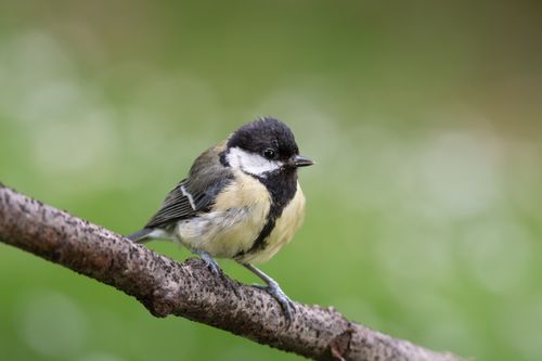Free A close-up of a great tit bird perched on a branch with a soft-focus green background. Stock Photo