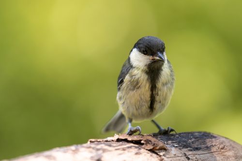 Free Beautiful close-up of a Great Tit bird perched on a branch in natural habitat. Stock Photo