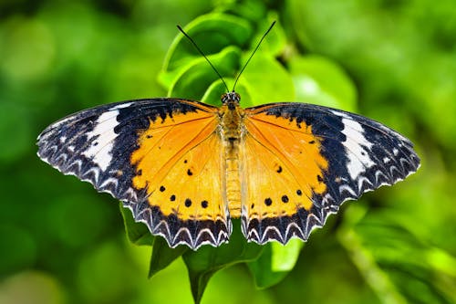Free Orange Cethosia Biblis Butterfly on Green Leaf  Stock Photo