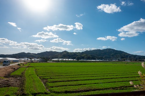 Free stock photo of blue skies, field, japan Stock Photo