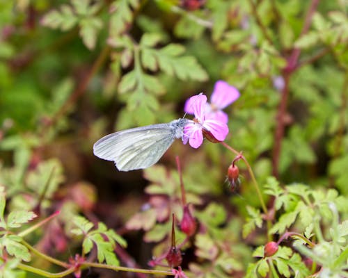 Fotos de stock gratuitas de alas, de cerca, flor lila