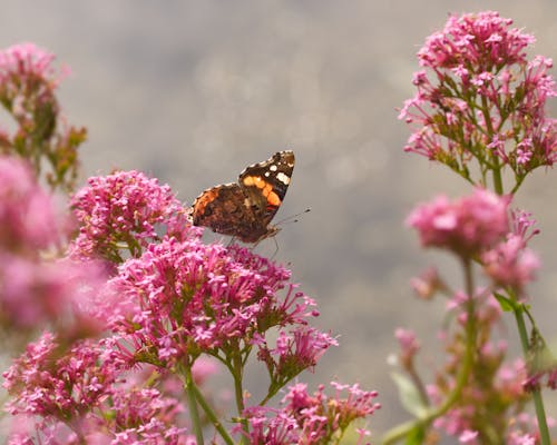 Red Admiral Butterfly Perching on Pink Flowers 