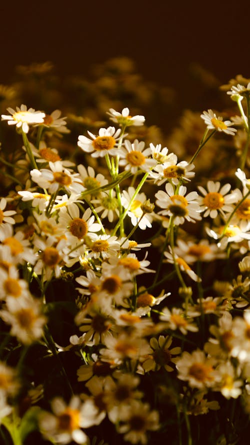 Fotobanka s bezplatnými fotkami na tému biele kvety, bylinkový, canva