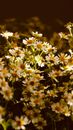 White and Yellow Flowers in Tilt Shift Lens