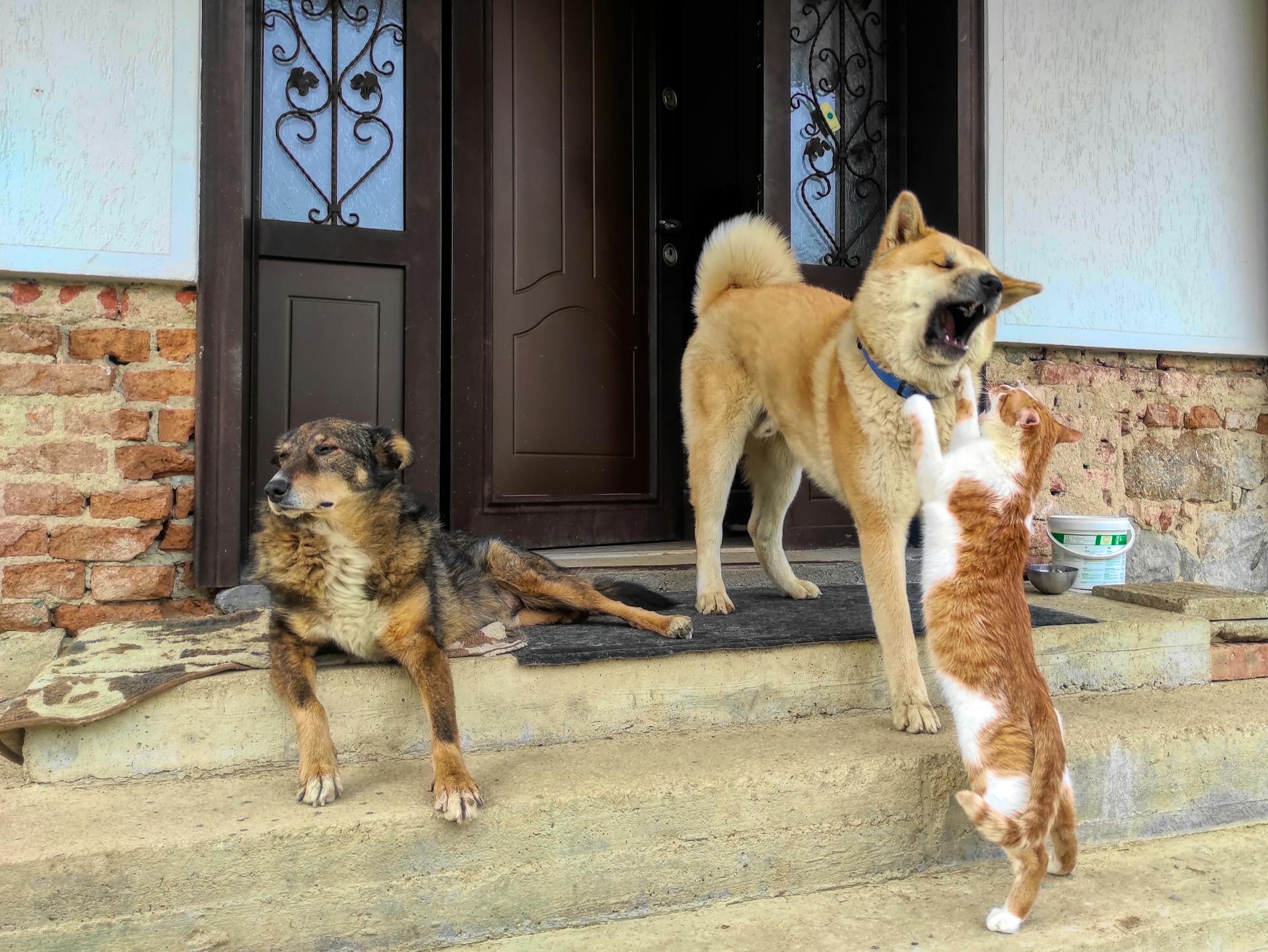 Een hond en een kat vechten bij de houten deur