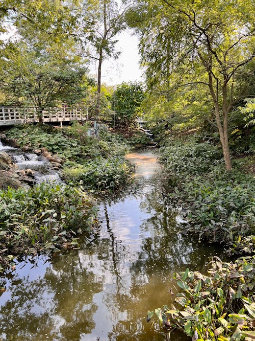 Free stock photo of bridge, nature, water