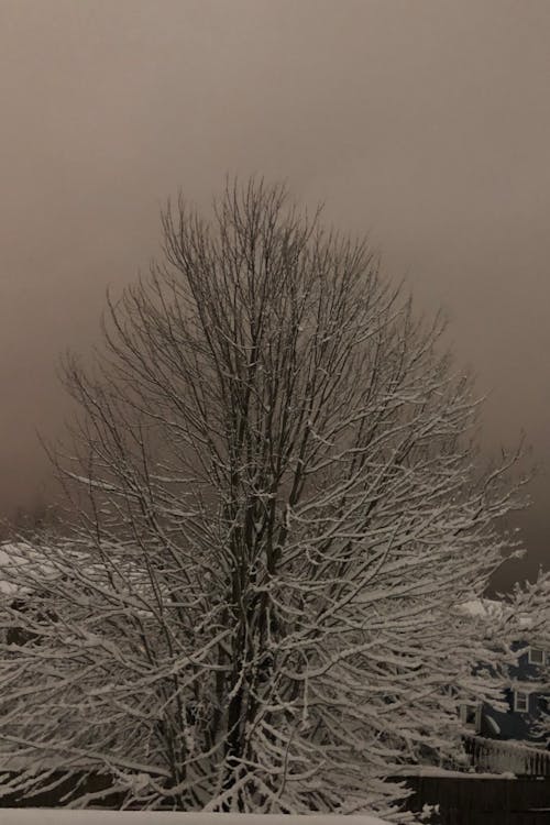 Free stock photo of frozen, tree, winter