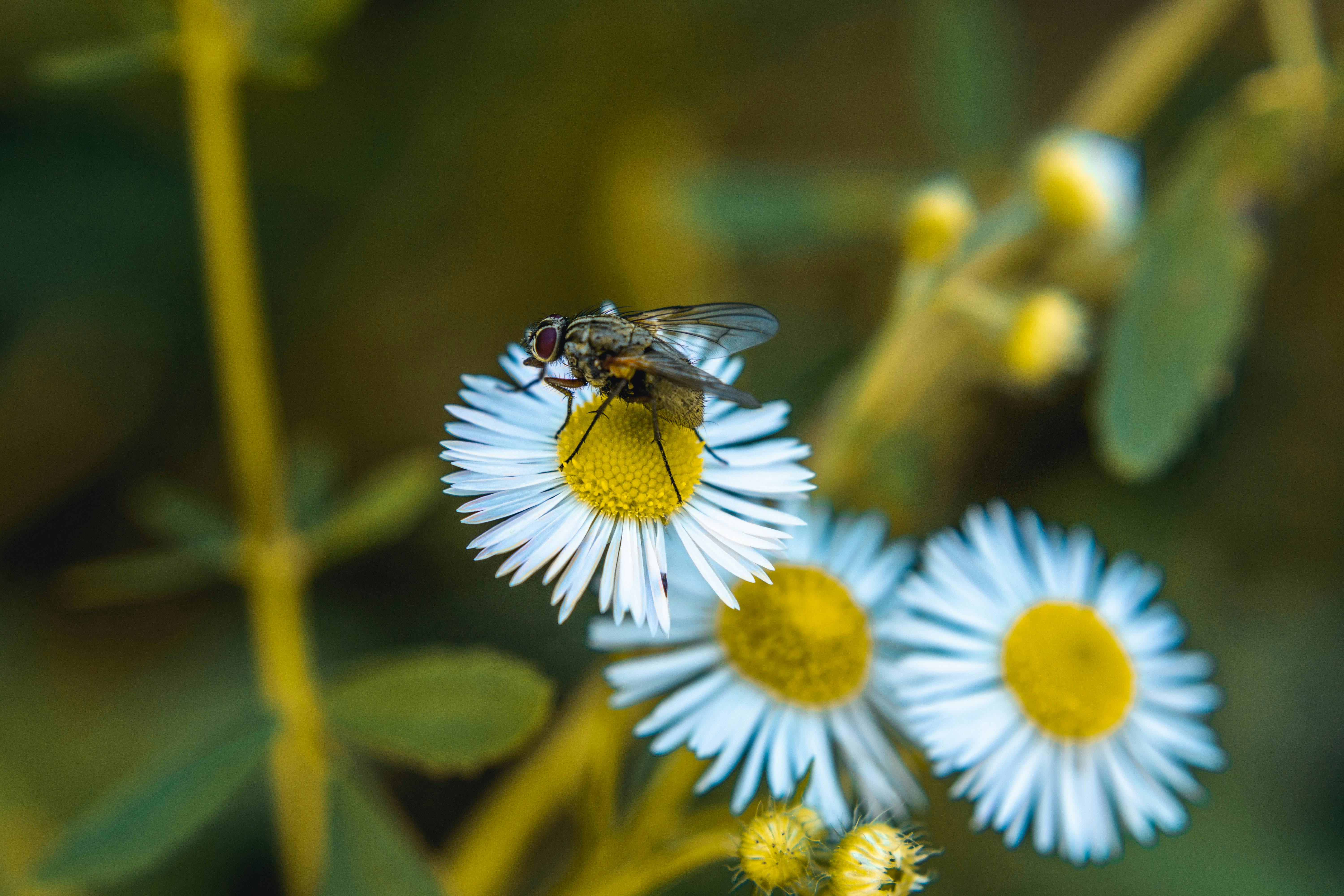 Fly on Daisy Flower · Free Stock Photo