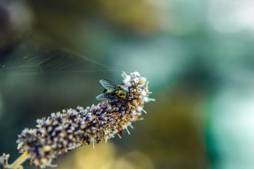 Фокус фотография мухи на цветке