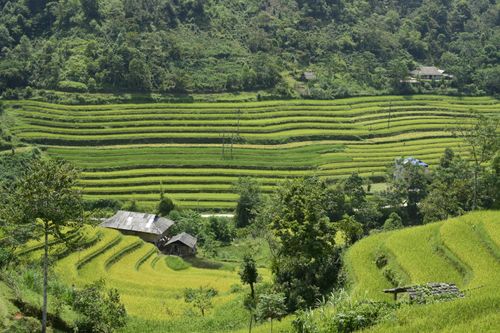 Free A picturesque view of lush terraced rice fields with wooden houses in a rural countryside setting. Stock Photo