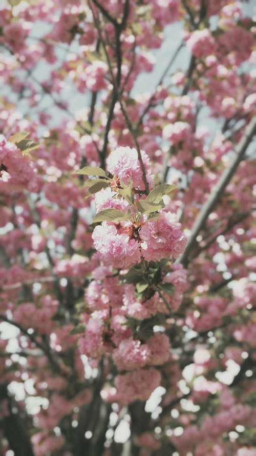 Pink Flowers in Full Bloom on a Tree
