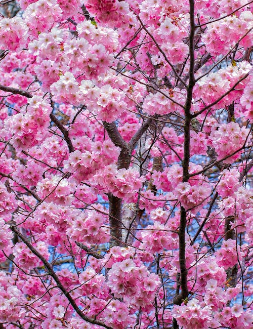 Бесплатное стоковое фото с prunus, вертикальный выстрел, весна