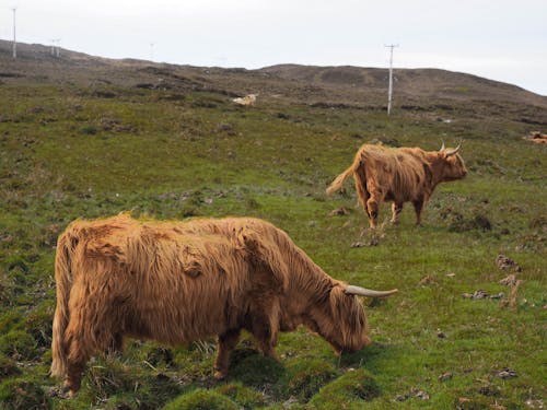 Two Brown Highland Cattle on Grass Field