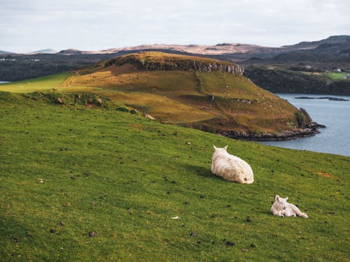 Sheeps resting on Grass