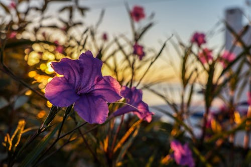 Purple Flowers at Sunset