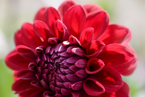 Free A vivid close-up of a red dahlia flower displaying intricate petal patterns. Stock Photo