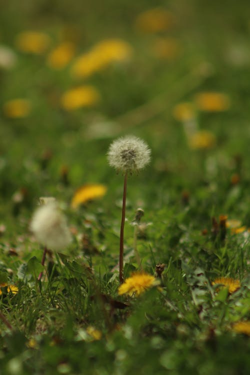 Kostnadsfri bild av fält, gräs, gula blommor