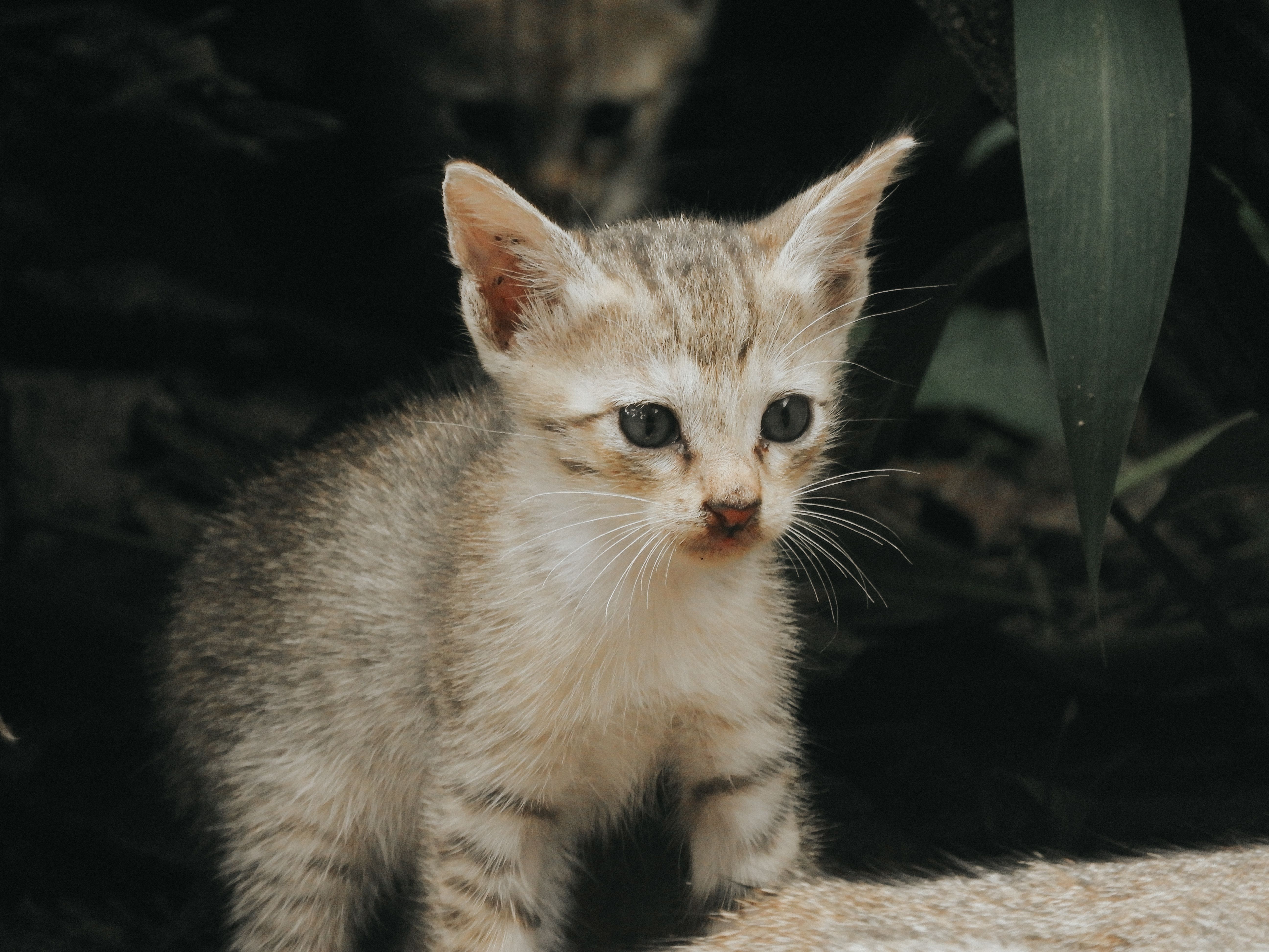 Healthcare and wellness consultation for a cat