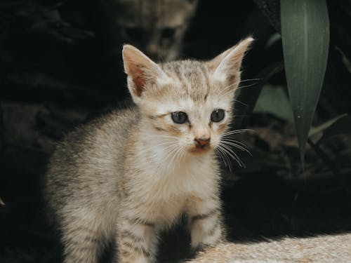 Fotobanka s bezplatnými fotkami na tému cicavec, mača, mačací