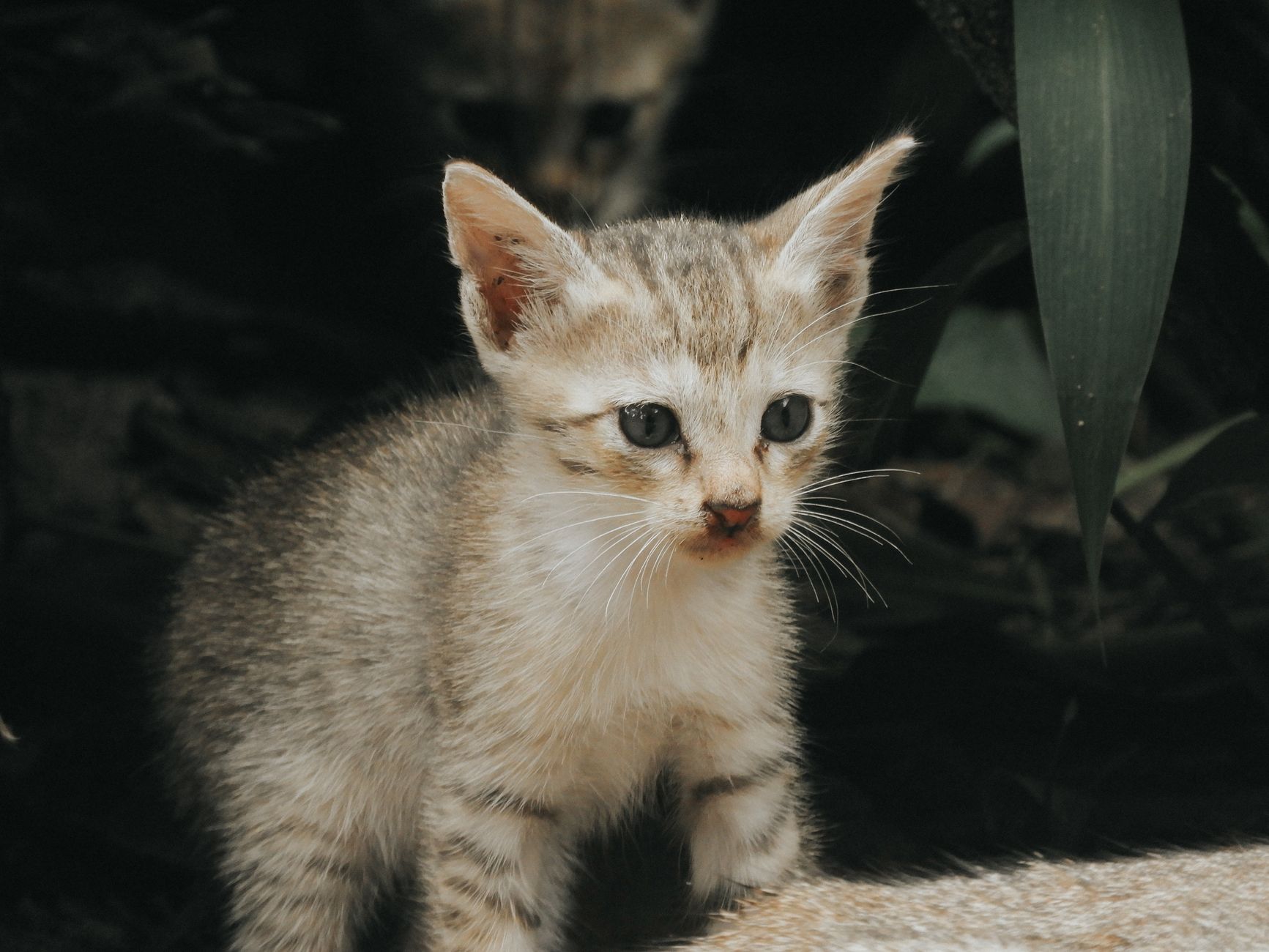 Healthcare and wellness consultation for a cat