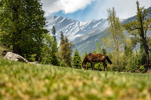 Fotos de stock gratuitas de árboles verdes, bonito, caballo