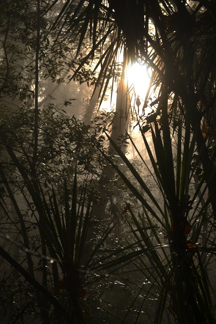 Sunlight Streaming Through The Trees