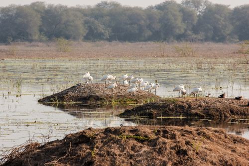Free Herons gathered on the water's edge at Bharatpur, showcasing serene wildlife. Stock Photo
