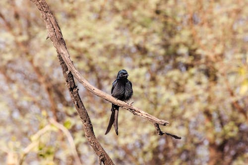 A Bird Perched on a Branch 