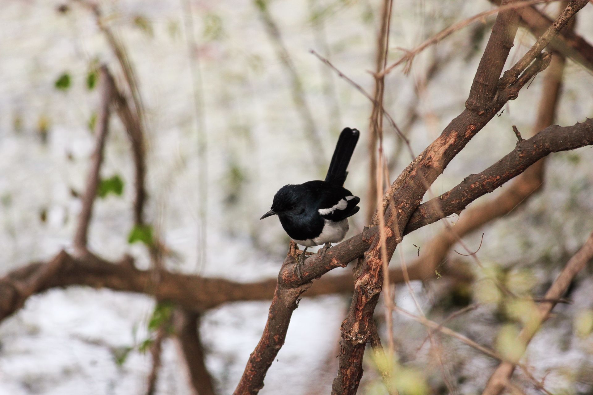 Close-up of an Oriental magpie robin perched on a branch in Bharatpur, India.