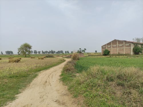 Imagine de stoc gratuită din agricultură, arbori, câmpuri