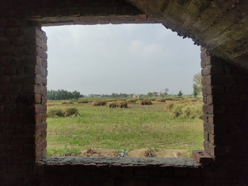 Foto d'estoc gratuïta de abandonat, agricultura, arbres